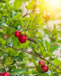 Acerola Benefits & Information