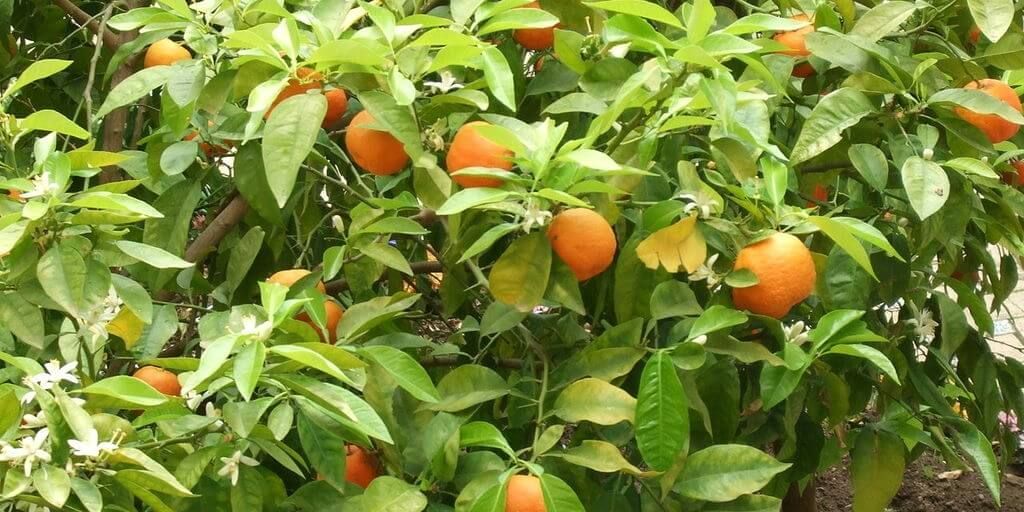 Bergamot Orange Benefits and Information