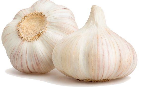 garlic