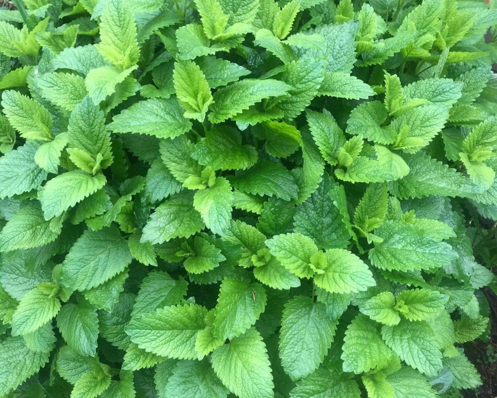 fresh-lemon-balm