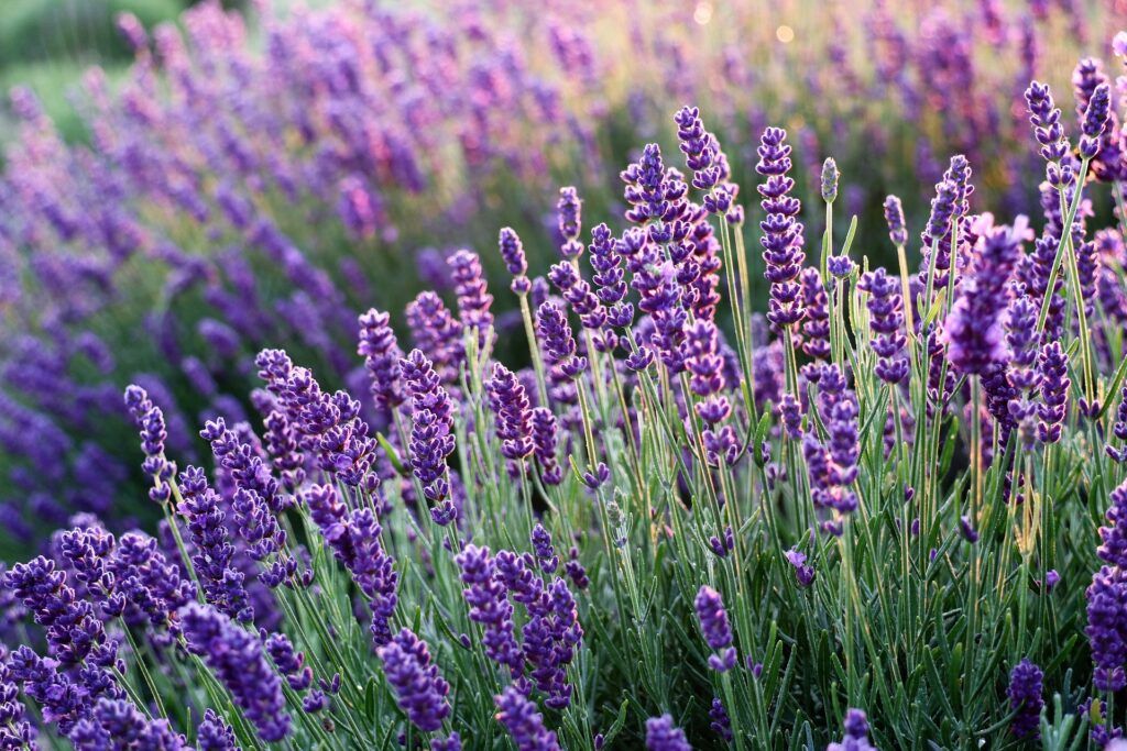 lavender-