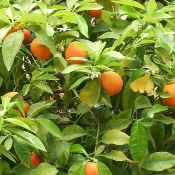 Bergamot Orange Benefits and Information