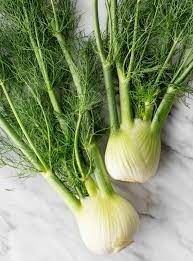 Fennel Benefits and Information (Foeniculum Vulgare)